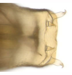 Phyllonorycter spinicolella pupa,  cremaster,  dorsal